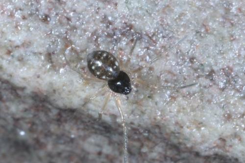 Lepthyphantes sp.